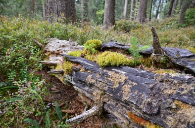 Liegendes Totholz (Moderholz) im Waldreservat Kreisalpen in Nesslau. Totholz ist im Gebirgswald eine wichtige Grundlage für die Naturverjüngung und speichert Feuchtigkeit